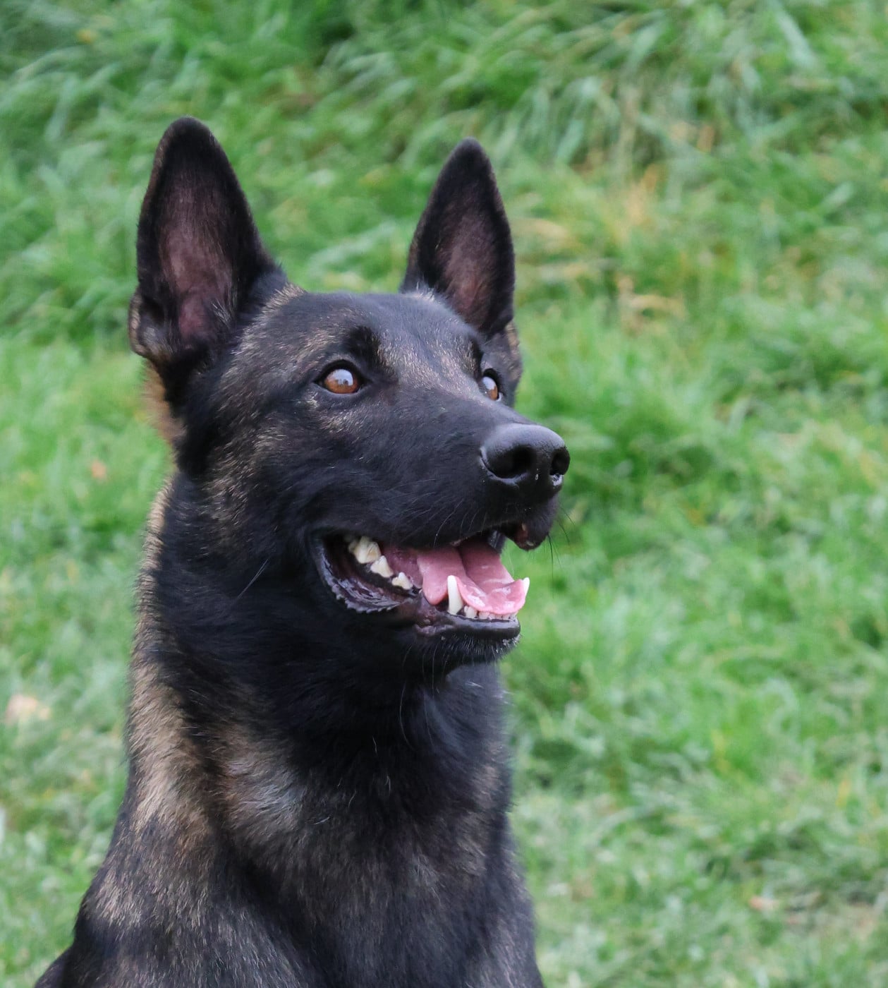 URTON Du Prince Royal