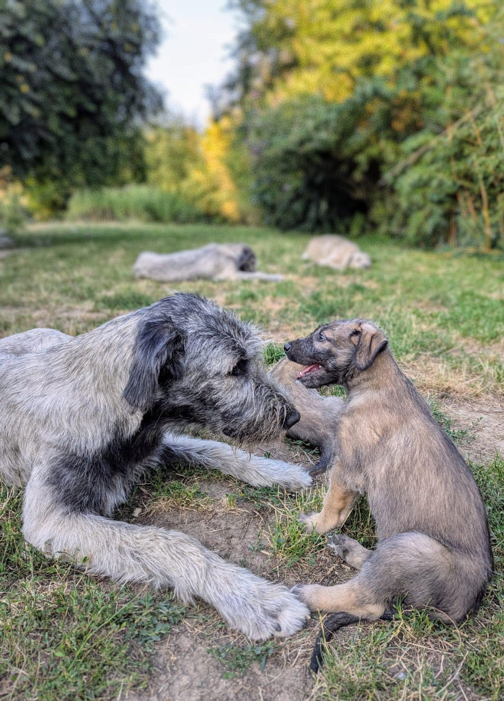 Publication : Des Terres De Norfendre Auteur : mb
