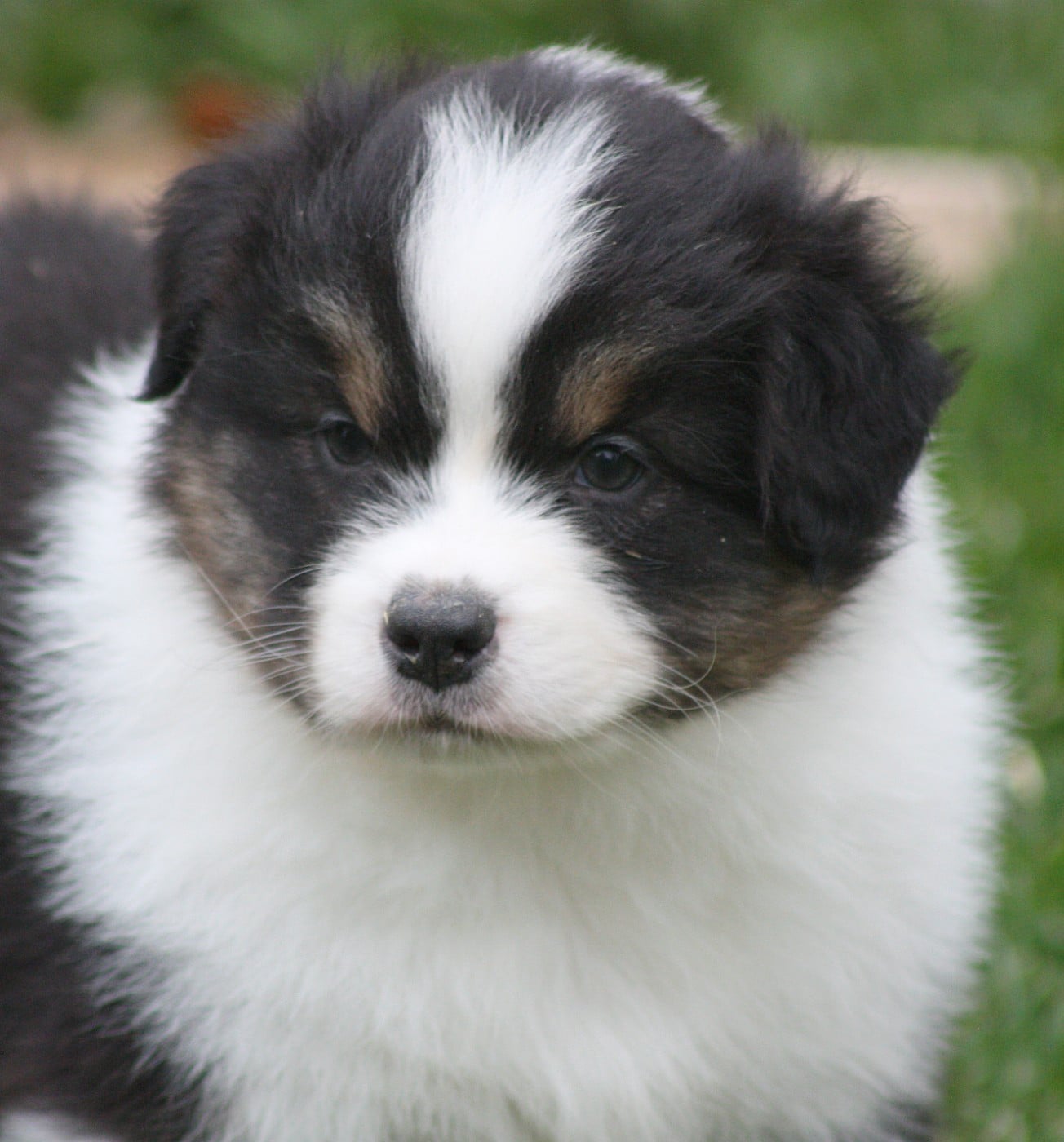 Publication : du Domaine D'Arinella Bianca Auteur : Laurence Legret