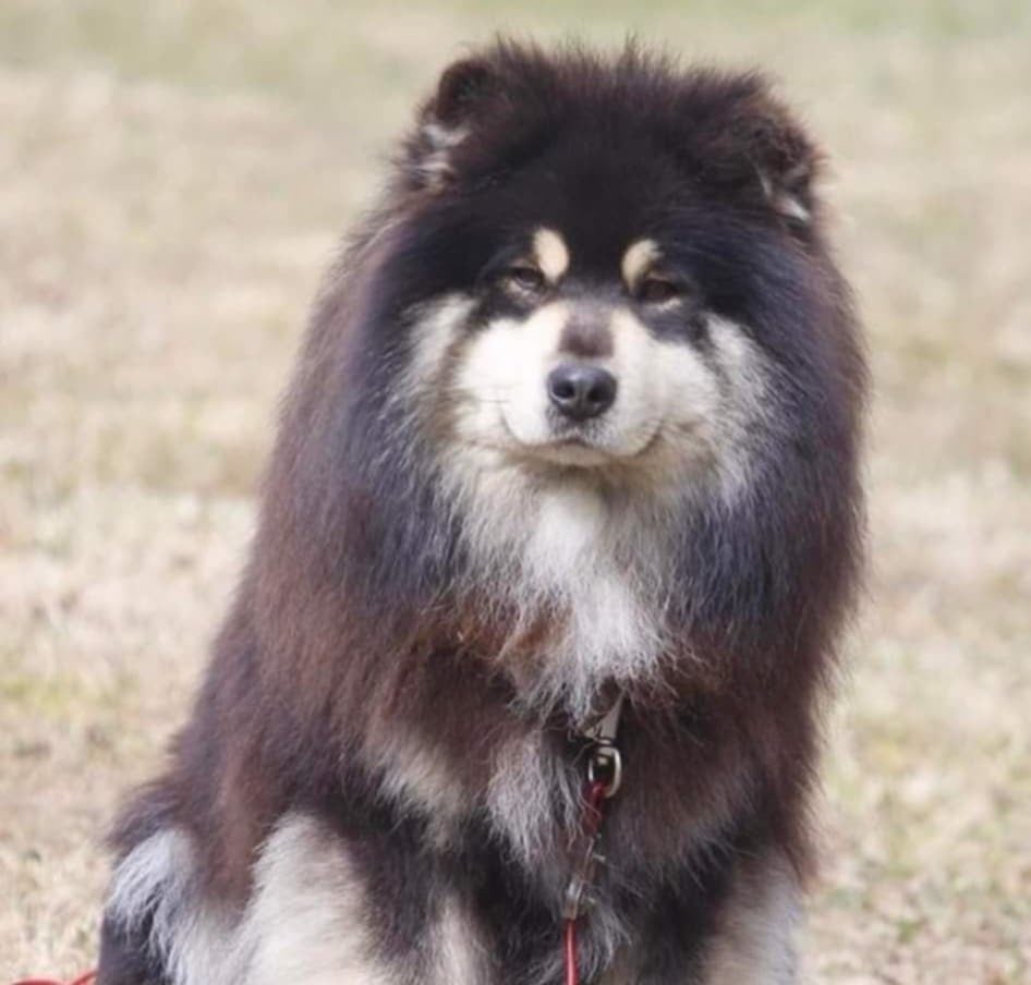 CH. lappjuscan Dynamiitti