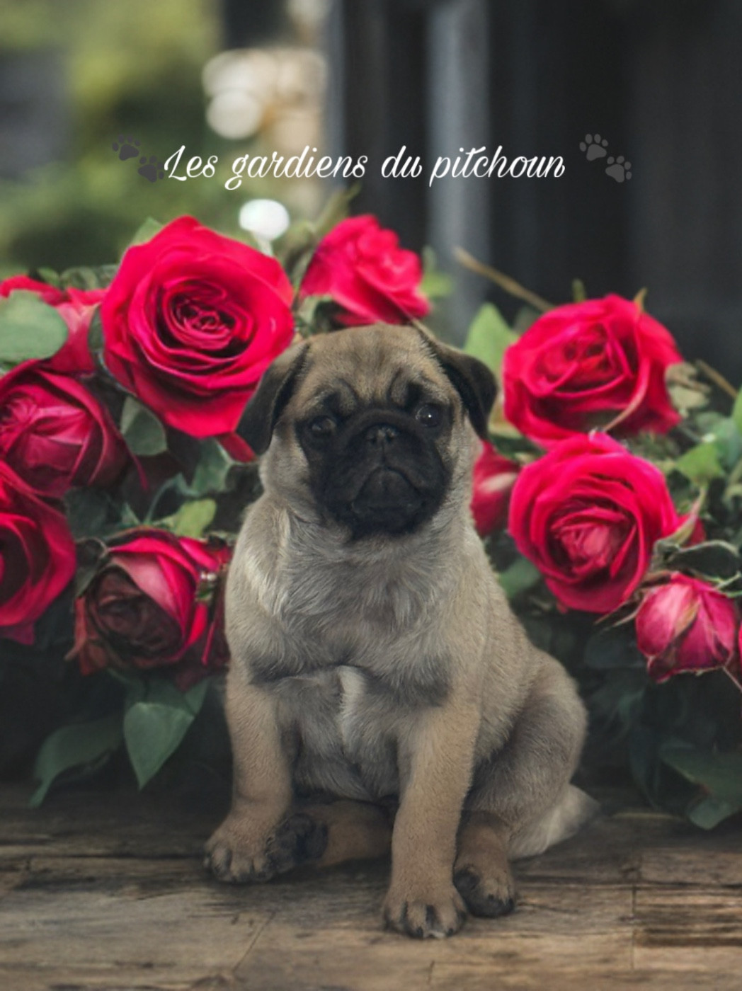 Publication : Les Gardiens Du Pitchoun Auteur : Les gardien du pitchoun