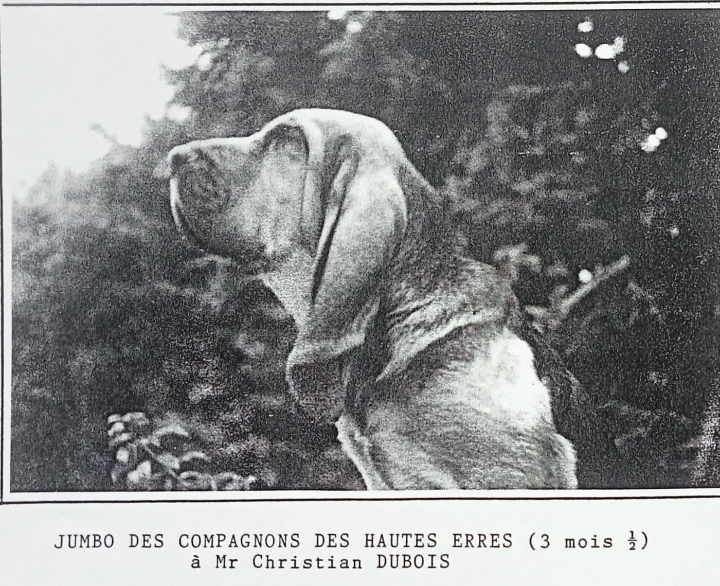 Publication : De La Voie De Louvreuil 