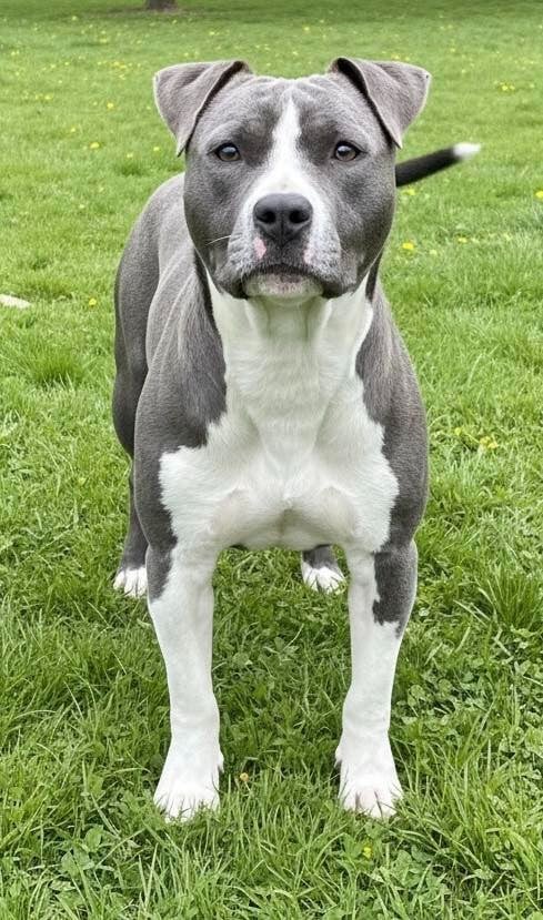 Publication : de L'éclat Du Diamant Bleu 