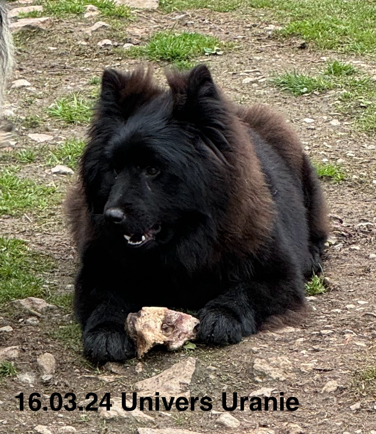 Publication : Des crinières de feu Auteur : christine Gall