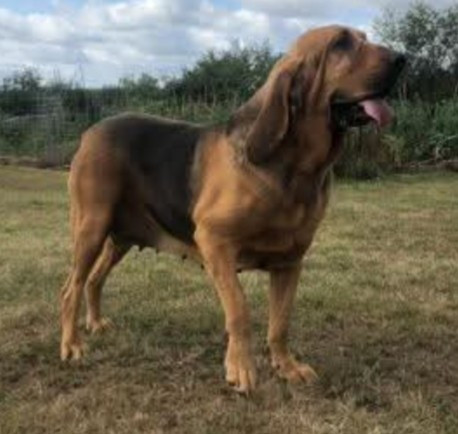 Peggy du bois de bretel