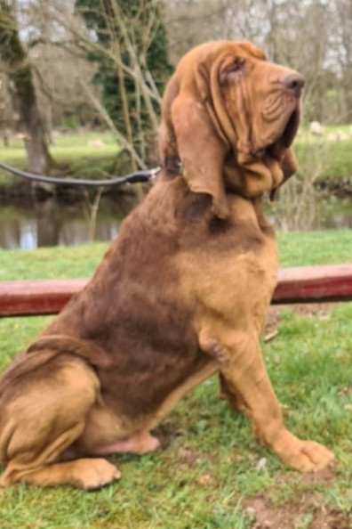 Nicholas z podjermanske skaly