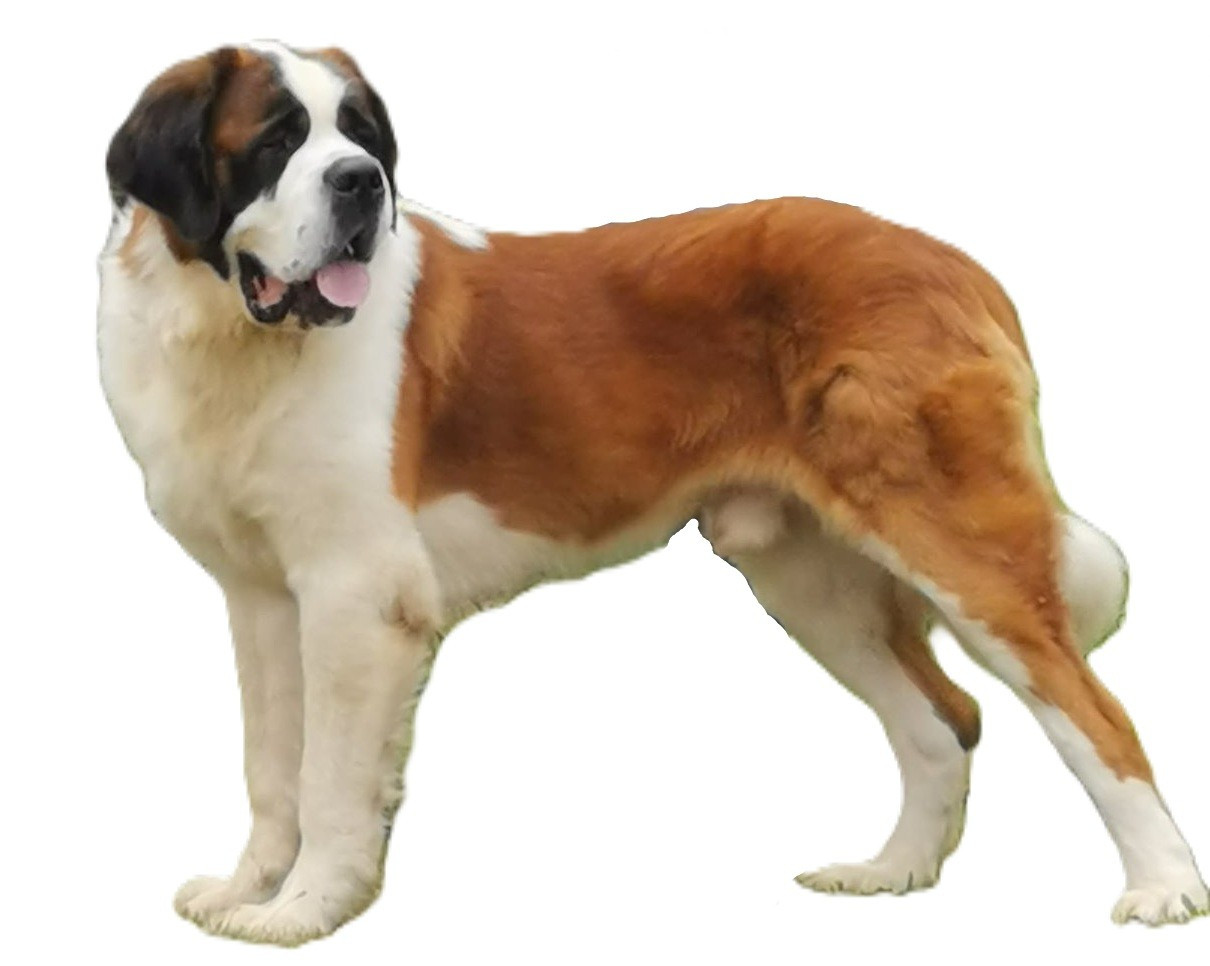 Niramay de la Boutinais