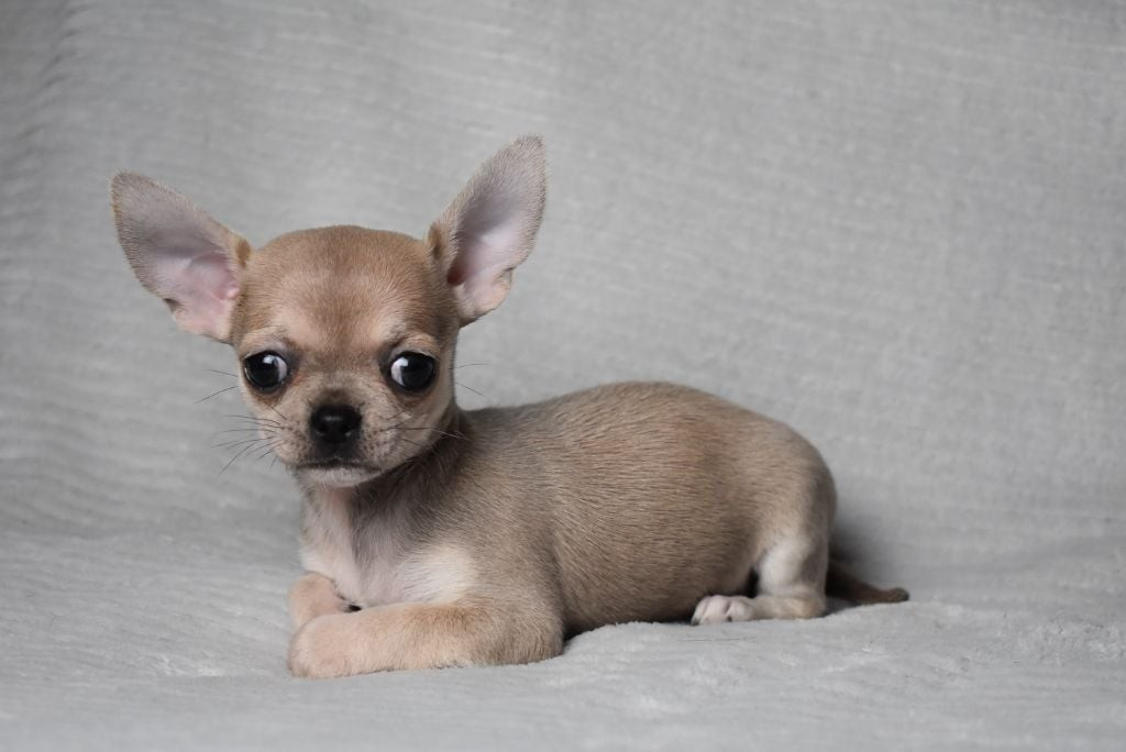 Publication : de l'elixir d'amour 