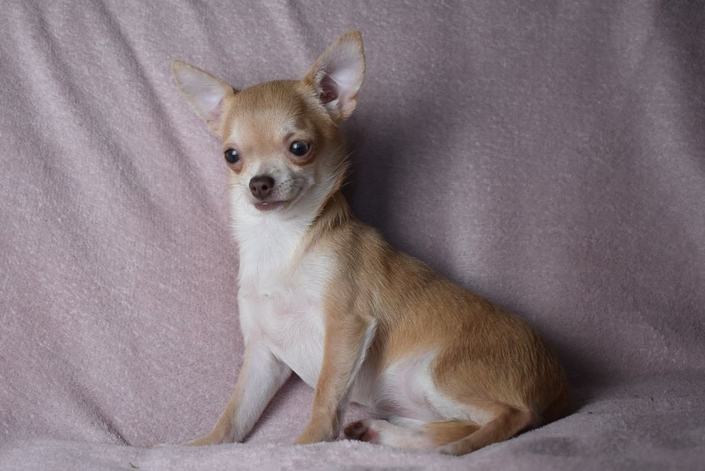 Publication : de l'elixir d'amour 