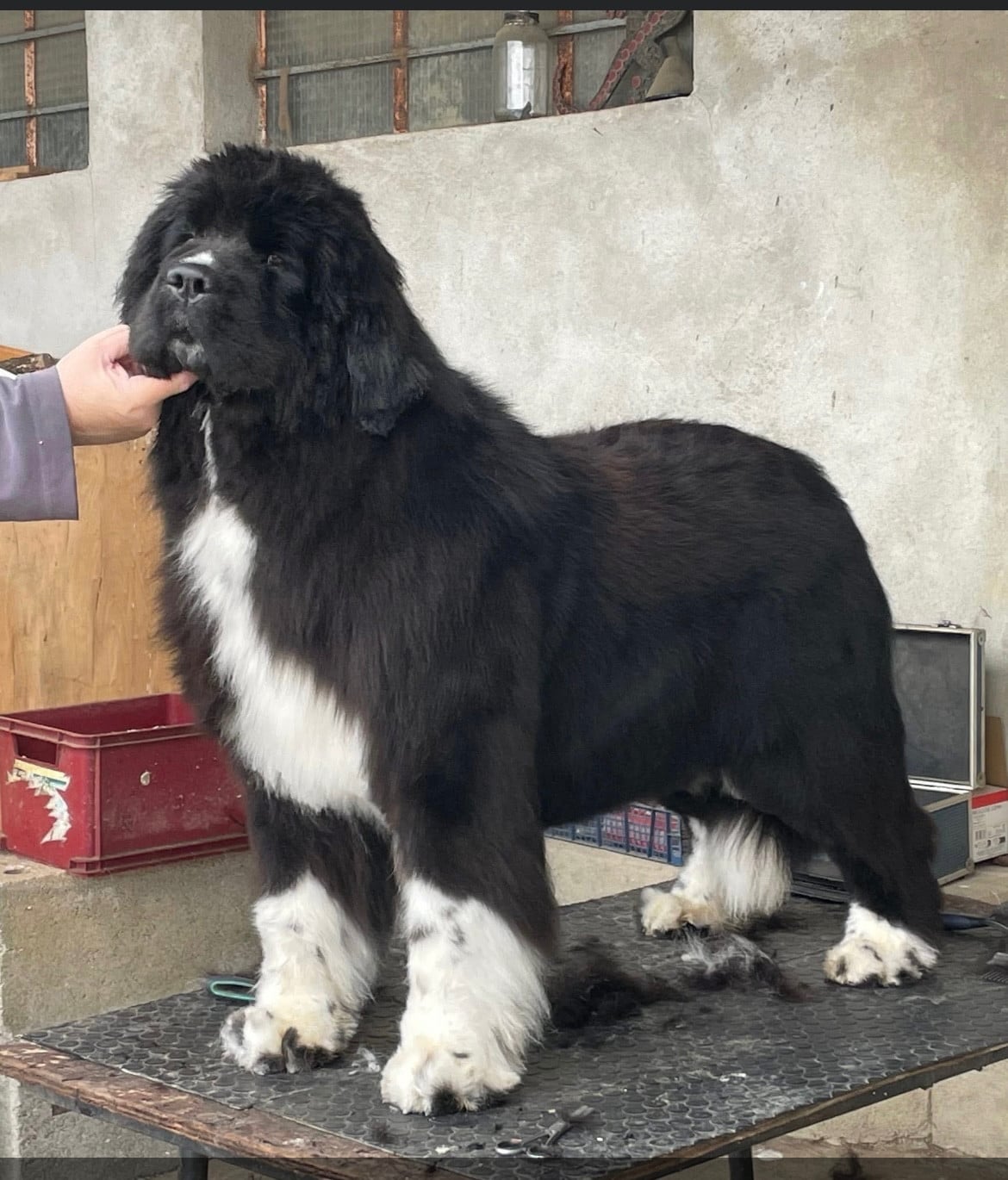 Publication : de l'arche des pierres dorées Auteur : ROSY MARCOUX