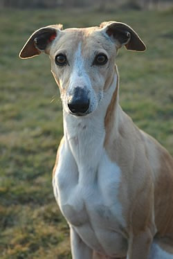 CH. MATISSE ELVISMOSQUITO