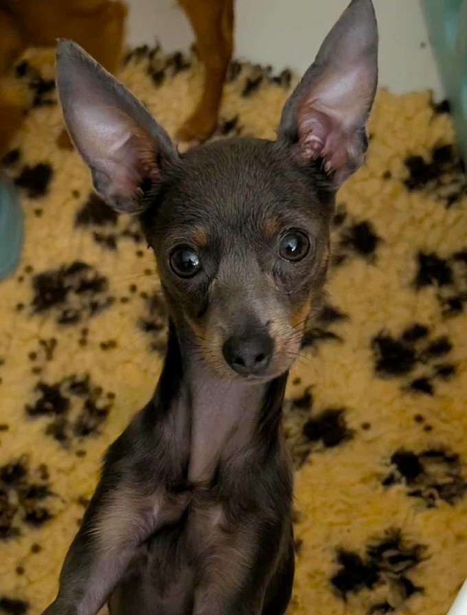 Publication : au Royaume D'ultra Auteur : françoise au royaume d'ultra