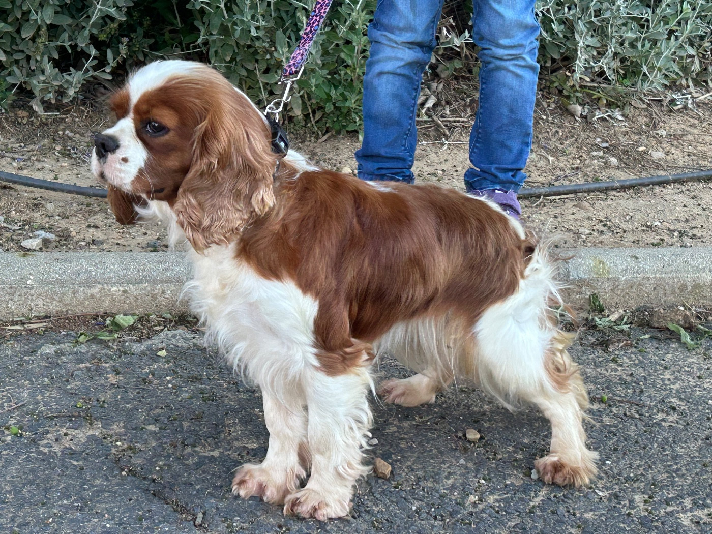 Publication : De La Cour De Mimali 