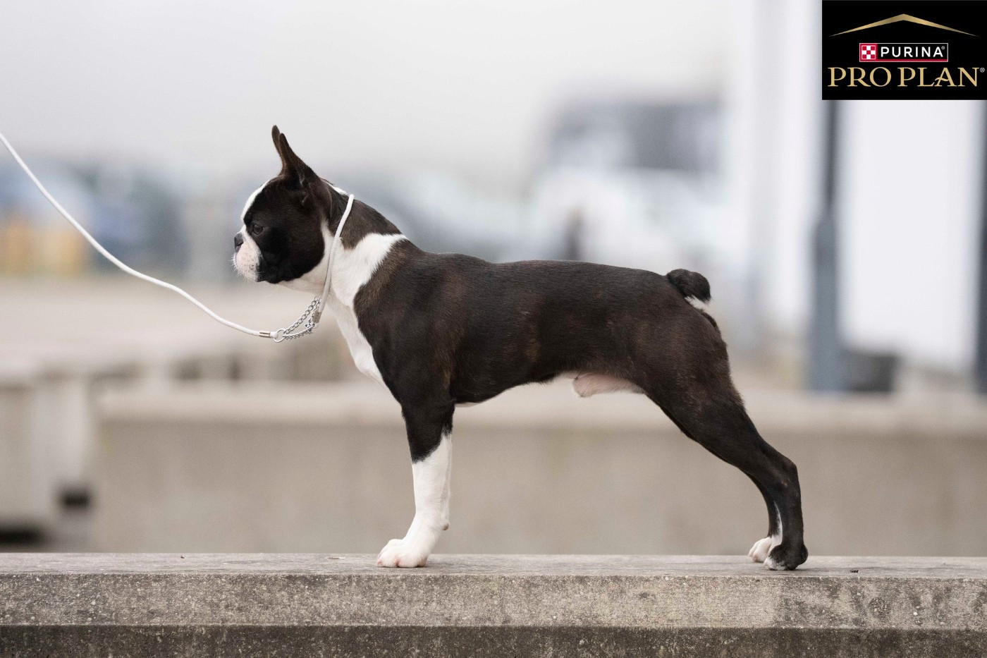 Publication : Sweeties Doggies Auteur : sweetties doggies