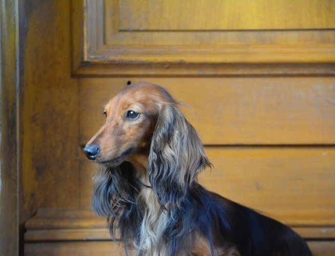 Publication : du Chevalier Gascon Auteur : LAGARDERE CHEVALIER GASCON