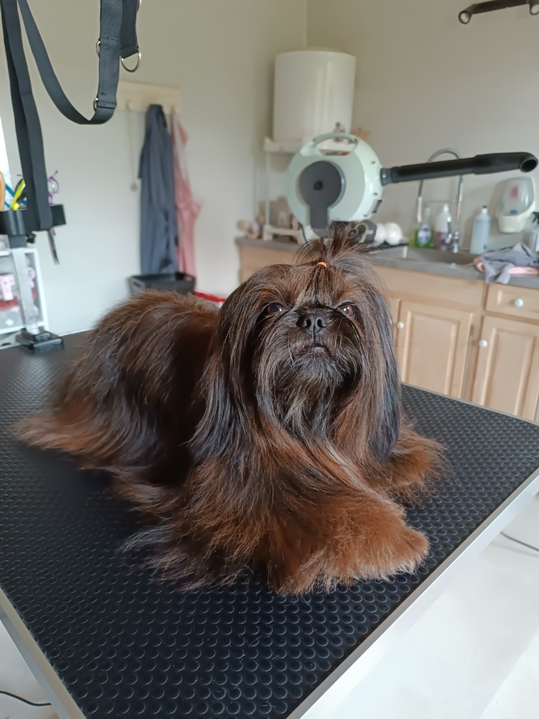 Publication : Des Etoiles Tibétaines Auteur : Des étoiles tibétaines