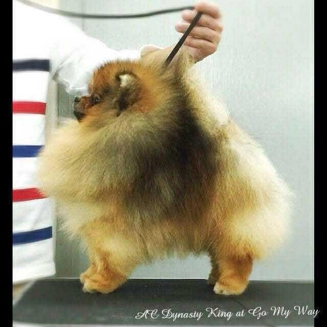 ac dynasty KING AT GO MY WAY