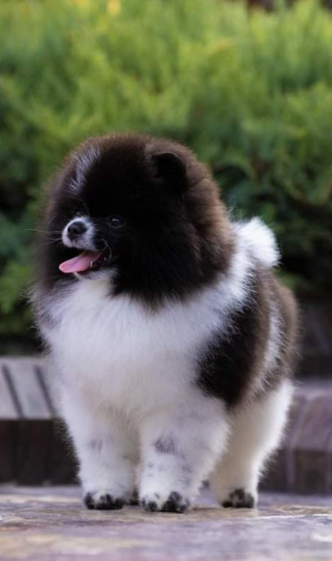 Publication : Des Etoiles Du Pays Des Volcans 