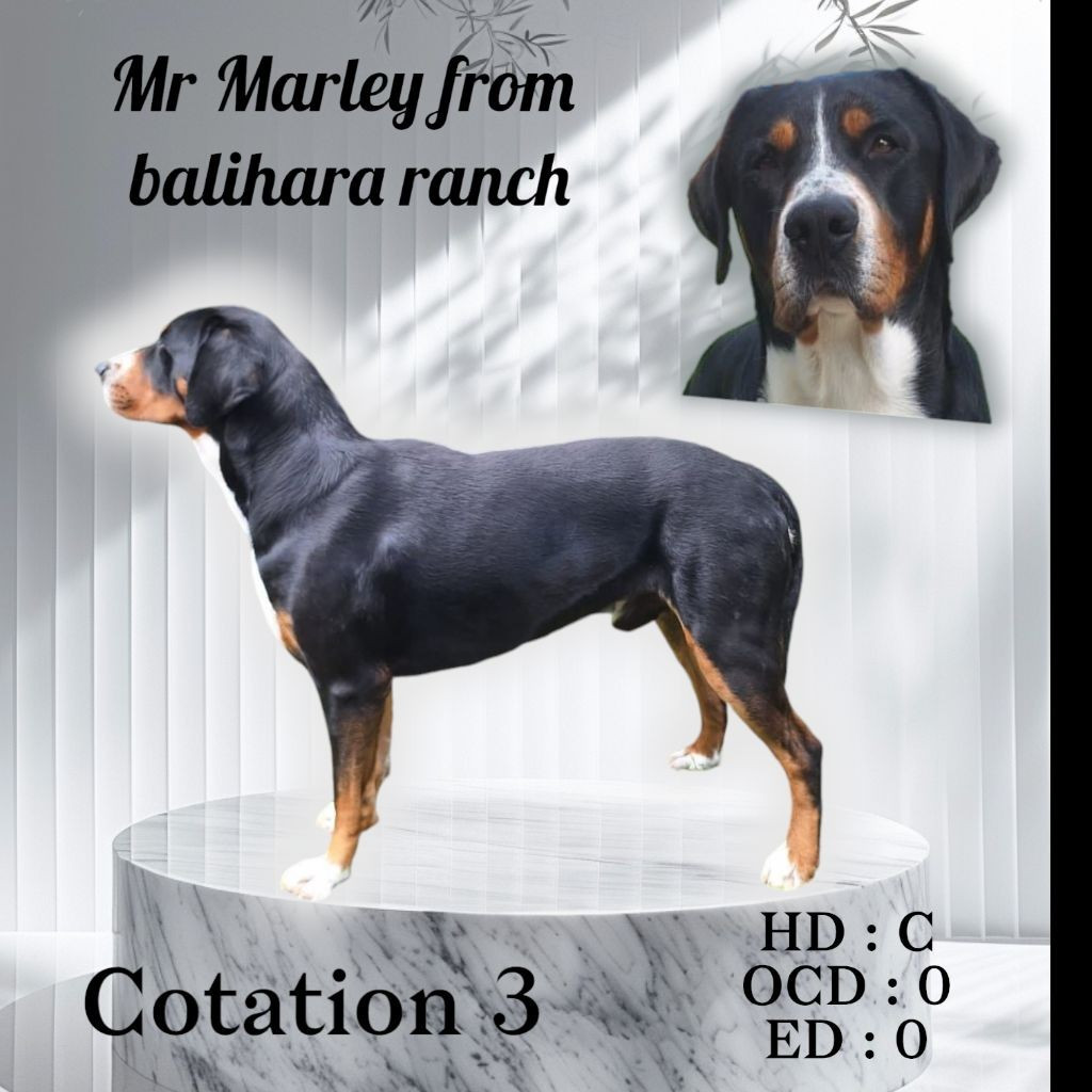 Mr Marley From balihara ranch