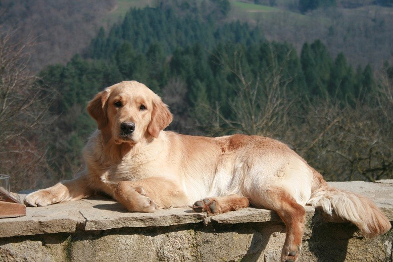 Selvaggia della val d'aveto