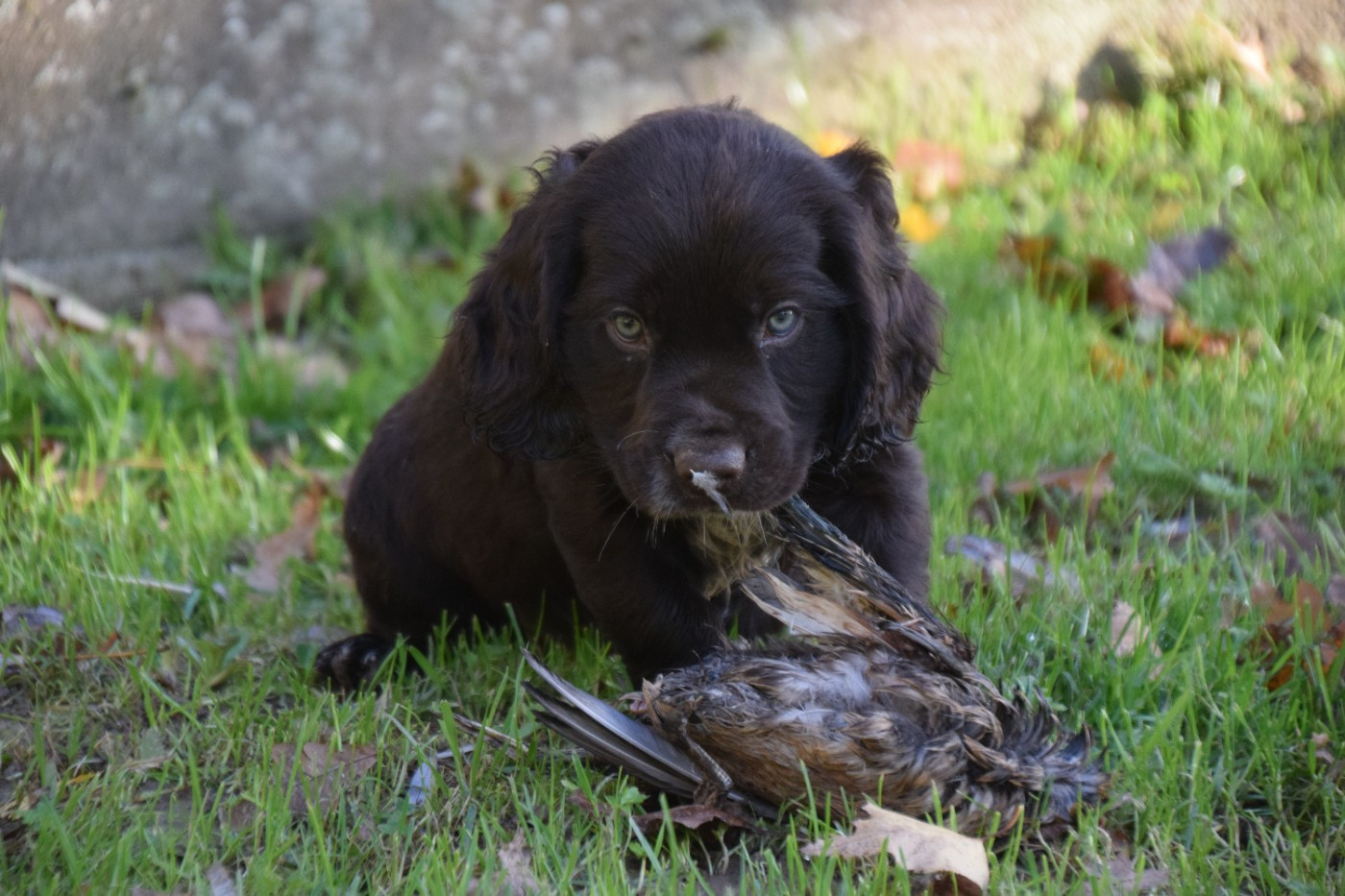 Publication : Du Val Des Houchis