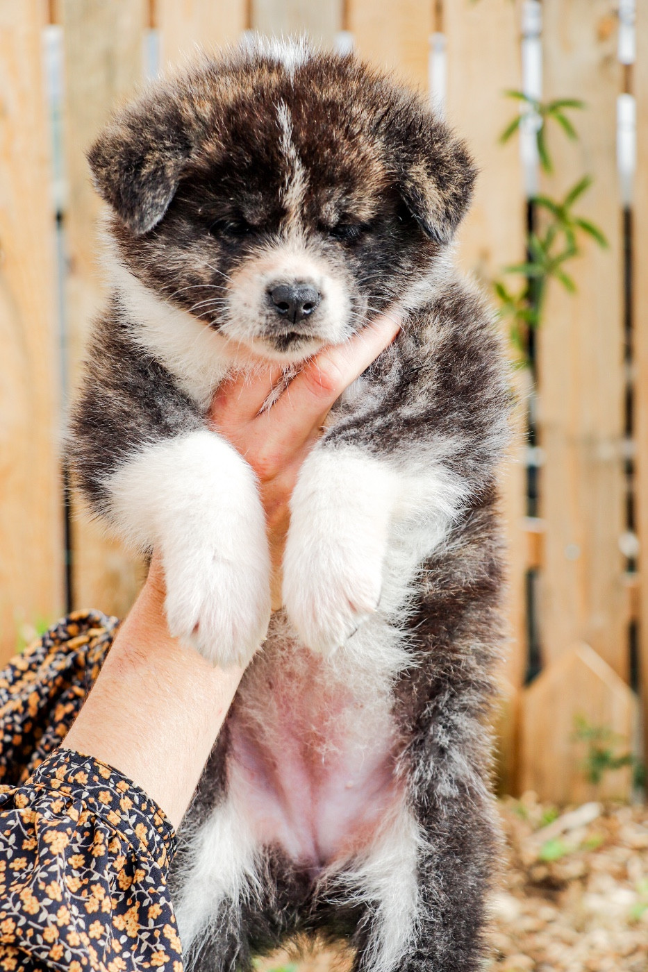 Publication : The Guardian Of Silver Souls 