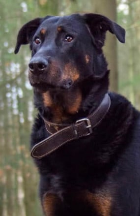 Publication : Des Feux Des Pins 