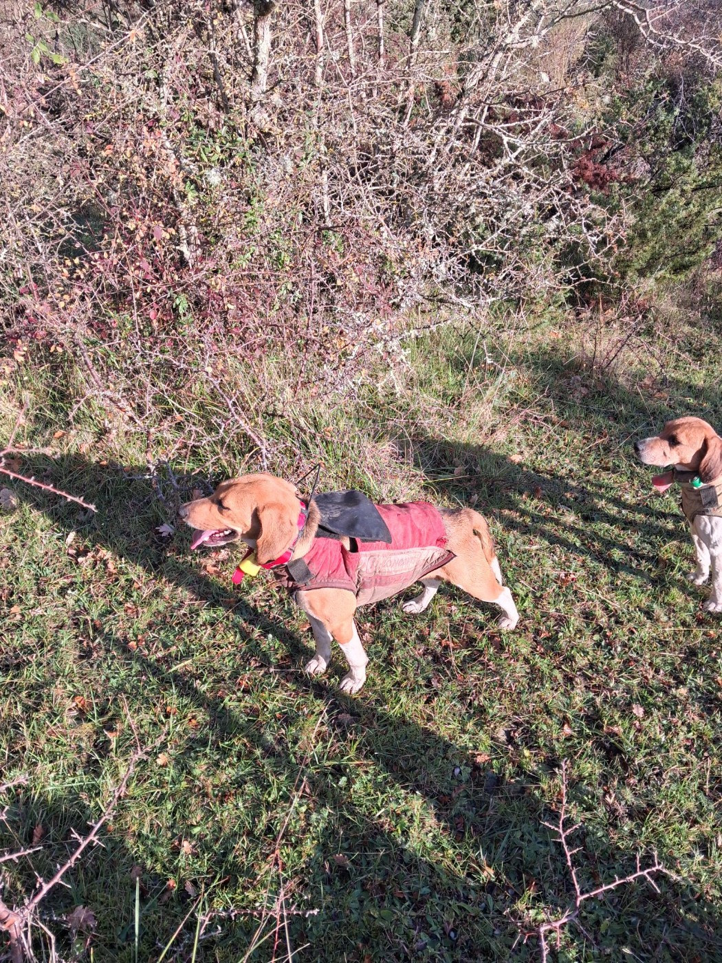 Publication : Des Meneurs d'Ariege 