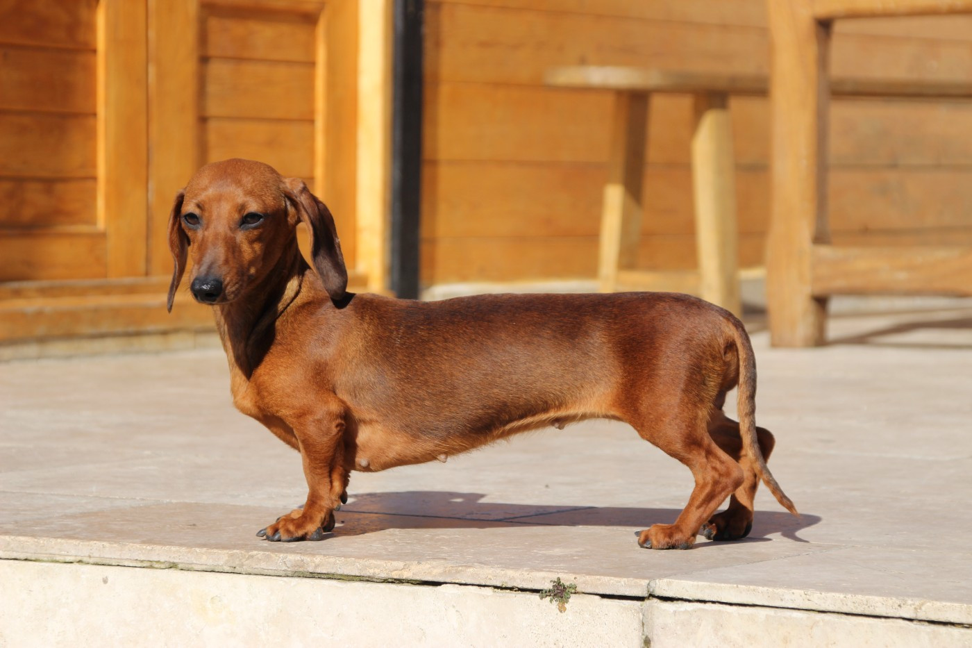 Publication : of Mayron and Co Auteur : roussalino Mayron