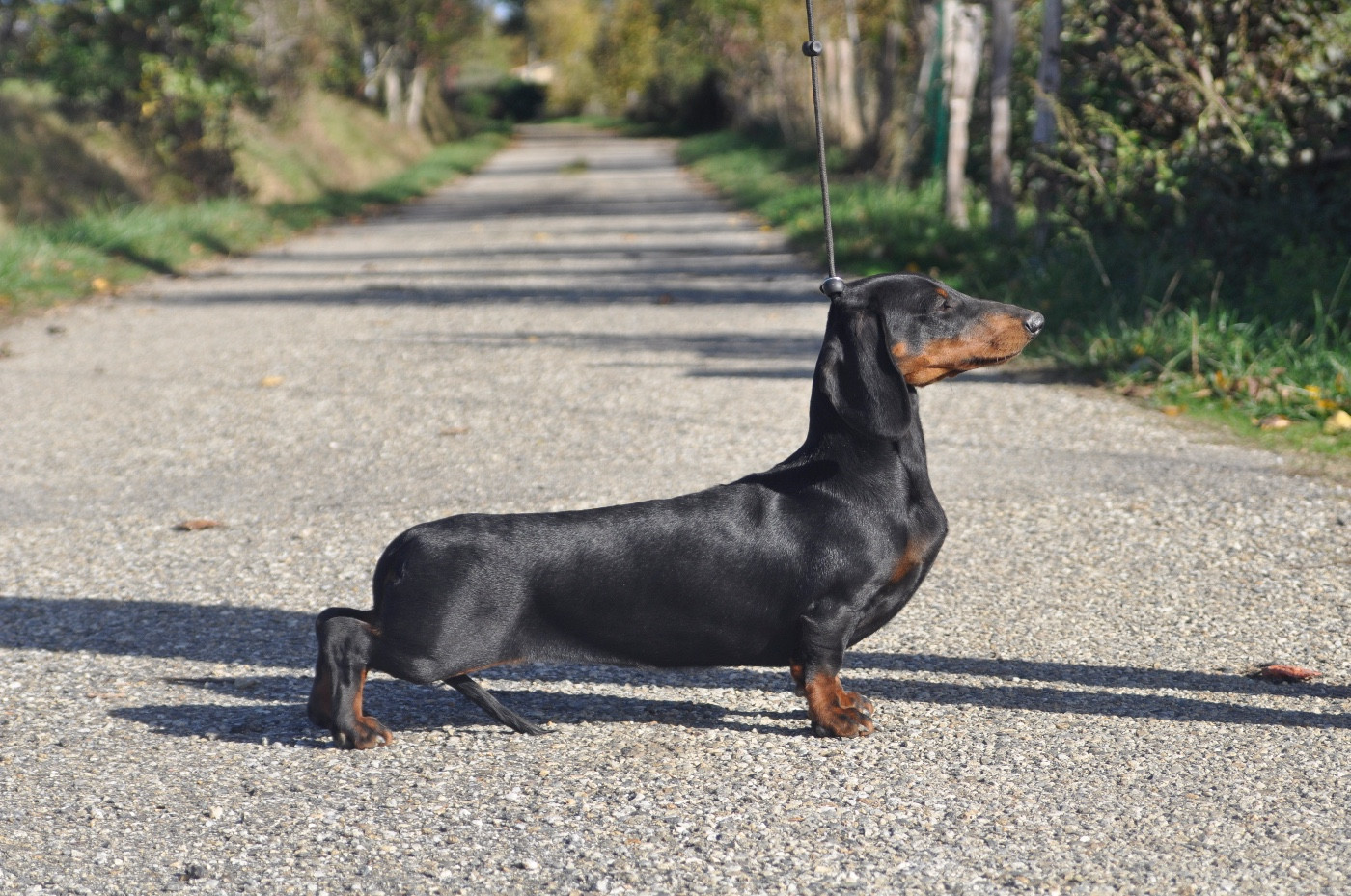 Publication : du Buc de la Coume 