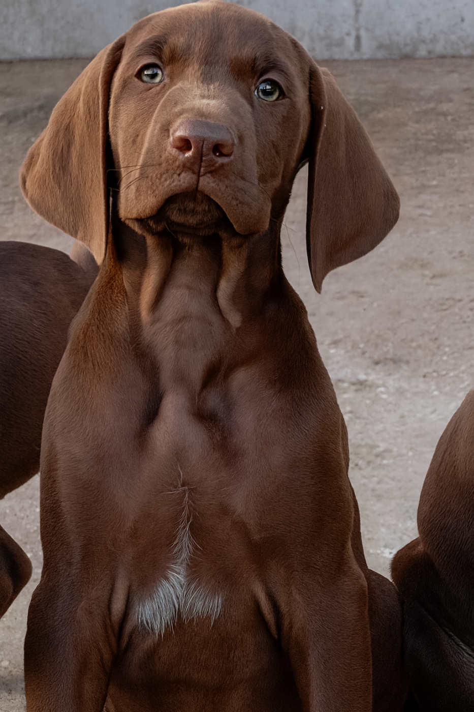 Publication : Des Vents Jalouses Auteur : Des vents jalousés