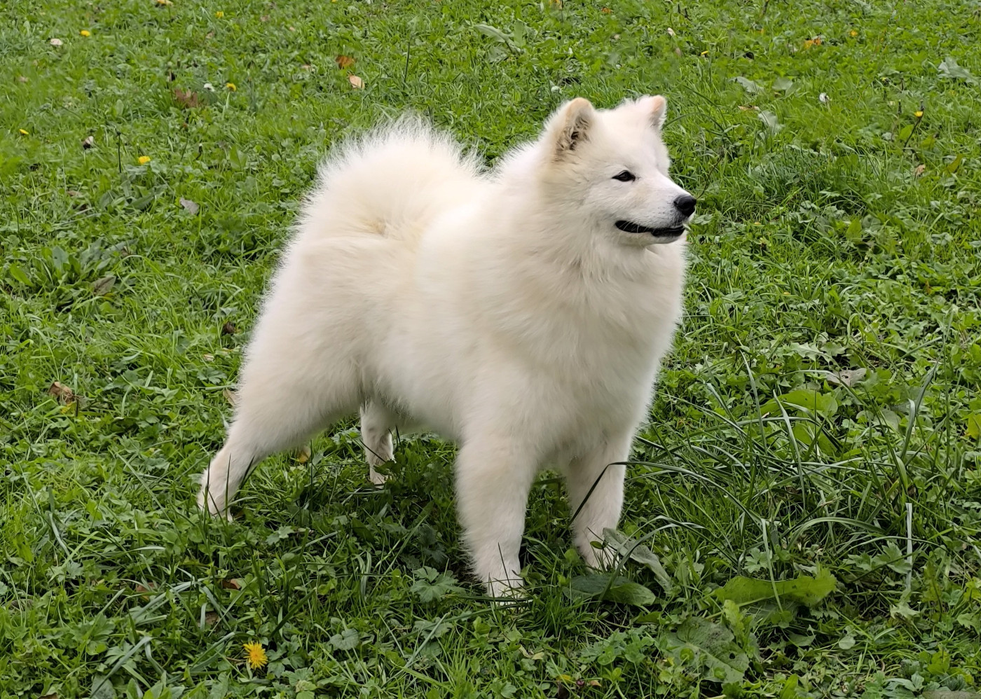 Publication : of artic cobaka 