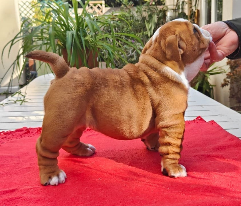 Publication : Tod's Bulldogs 