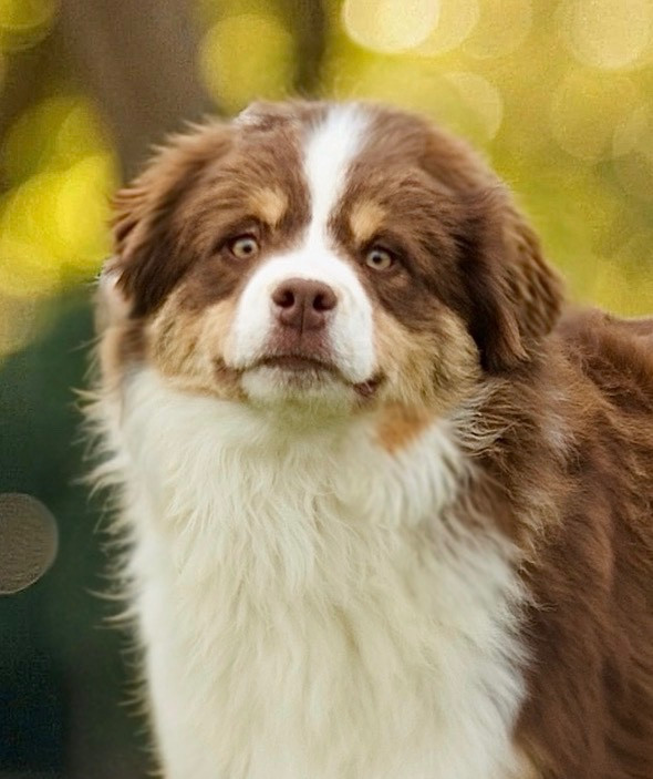 Publication : Des Plaines De Barbizon