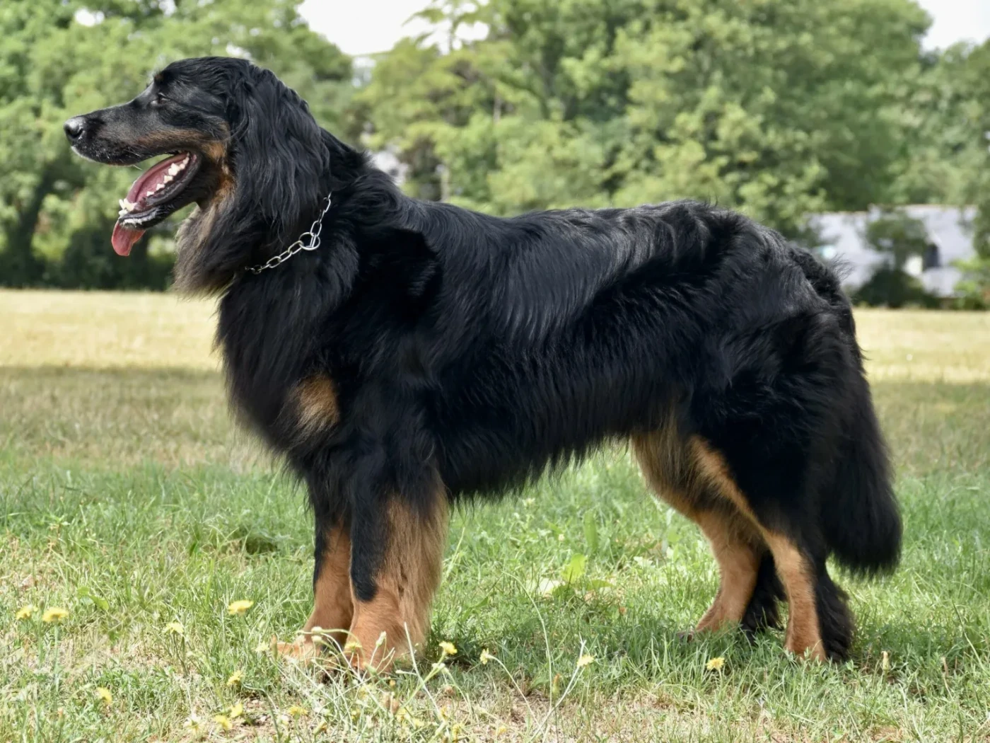 Publication : Des leus altiers 