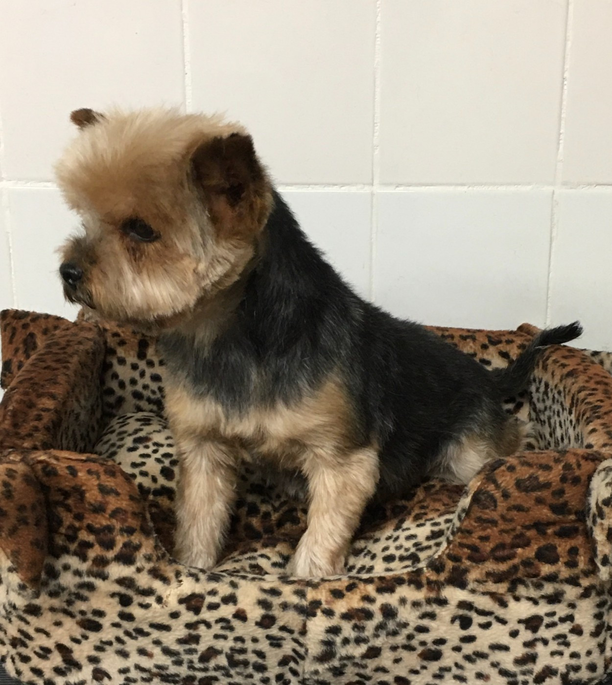 Publication : Magicstar