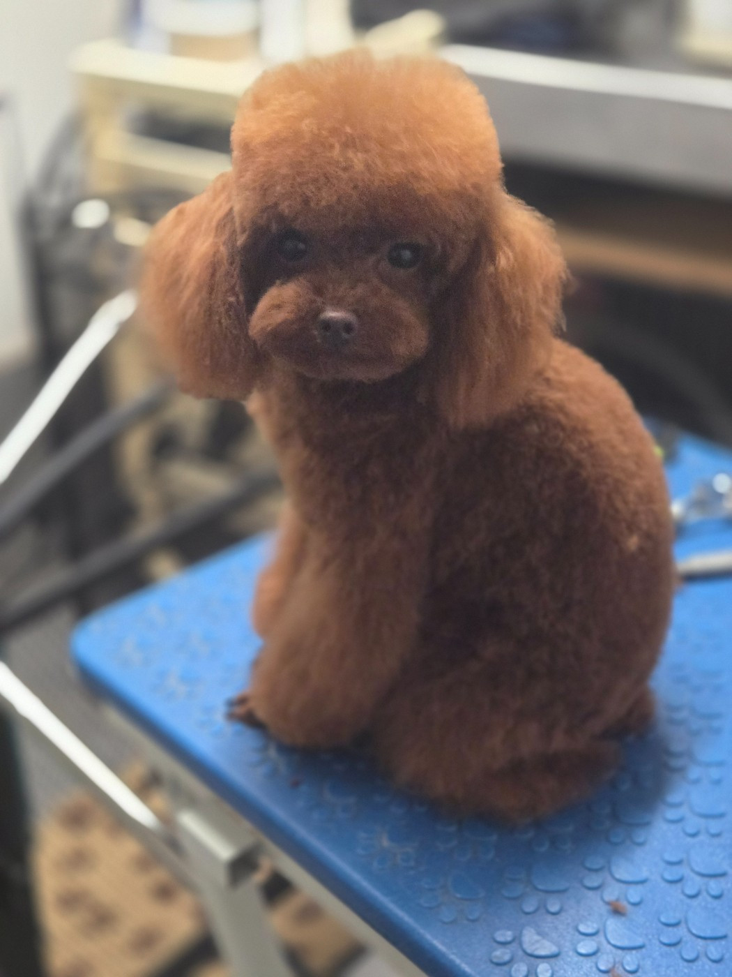 Publication : Du domaine di l'Angeli Auteur : Angélique Pancrazi