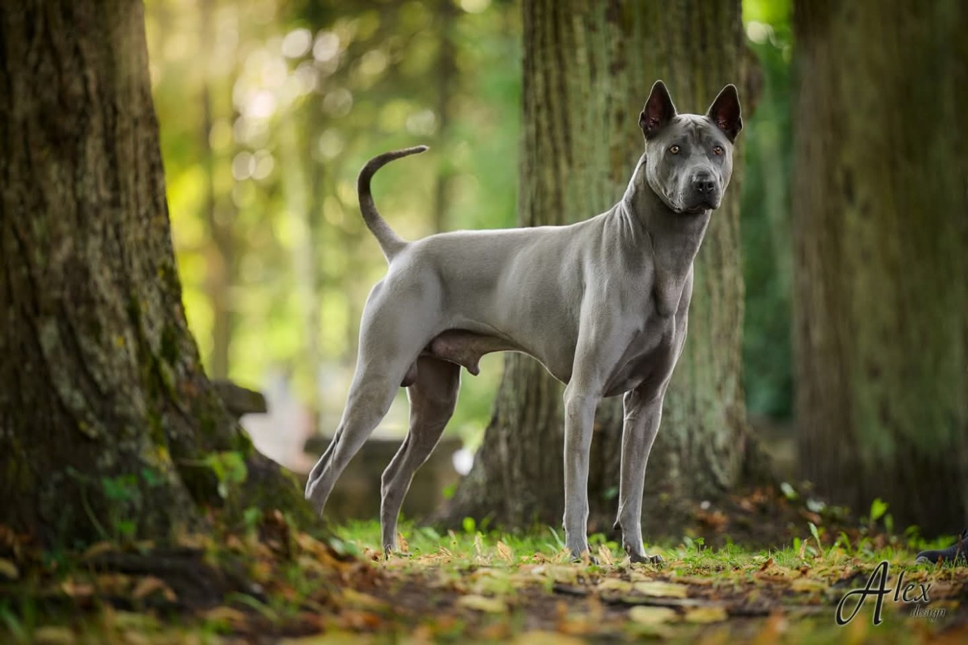 CH. BALTIJOS AUDRA CEZARIS