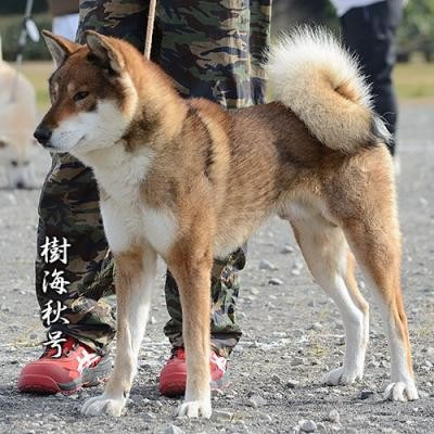 Jukaishuu Go Soushuu Suzuki Sou