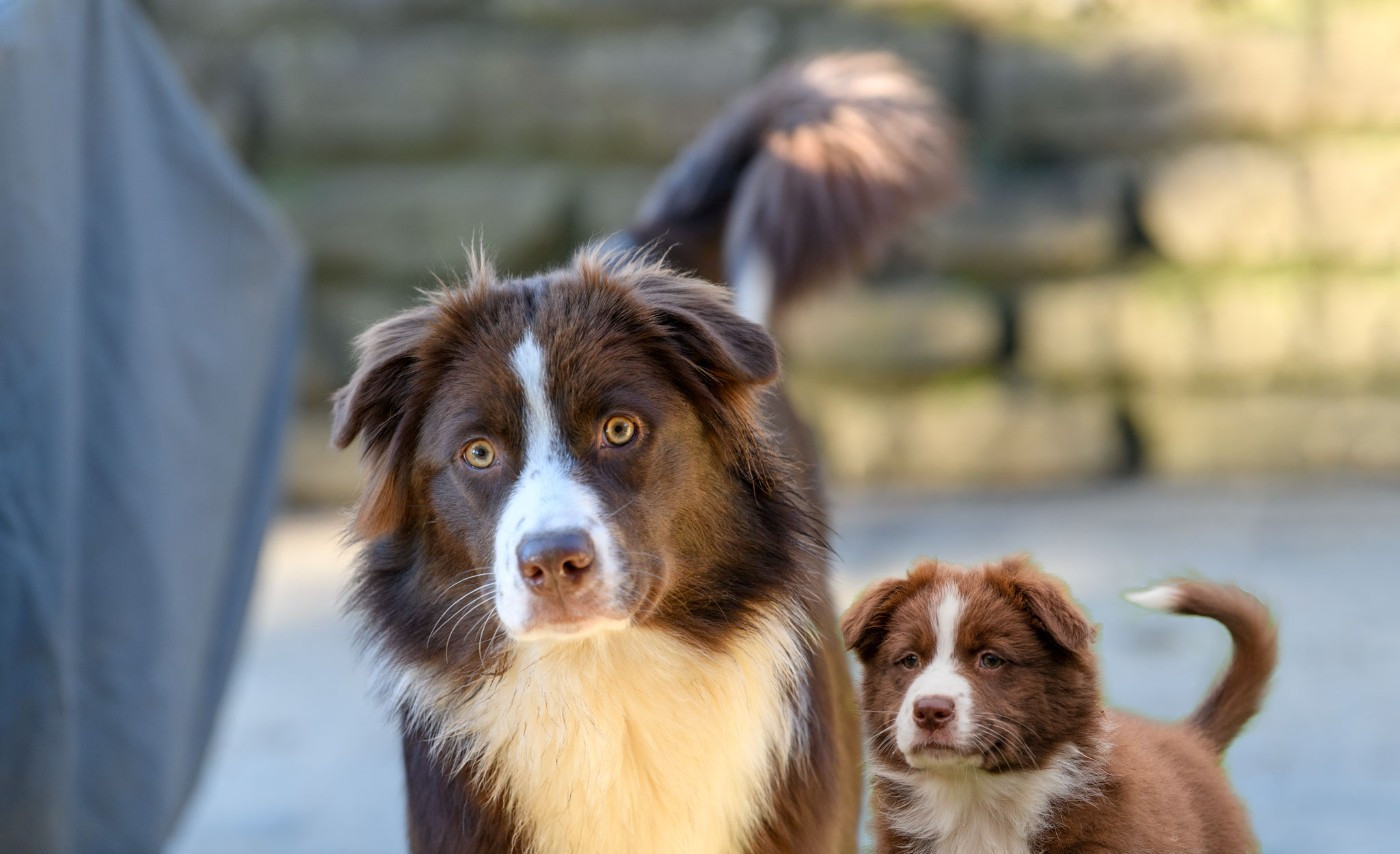 Publication : of the smiling house 