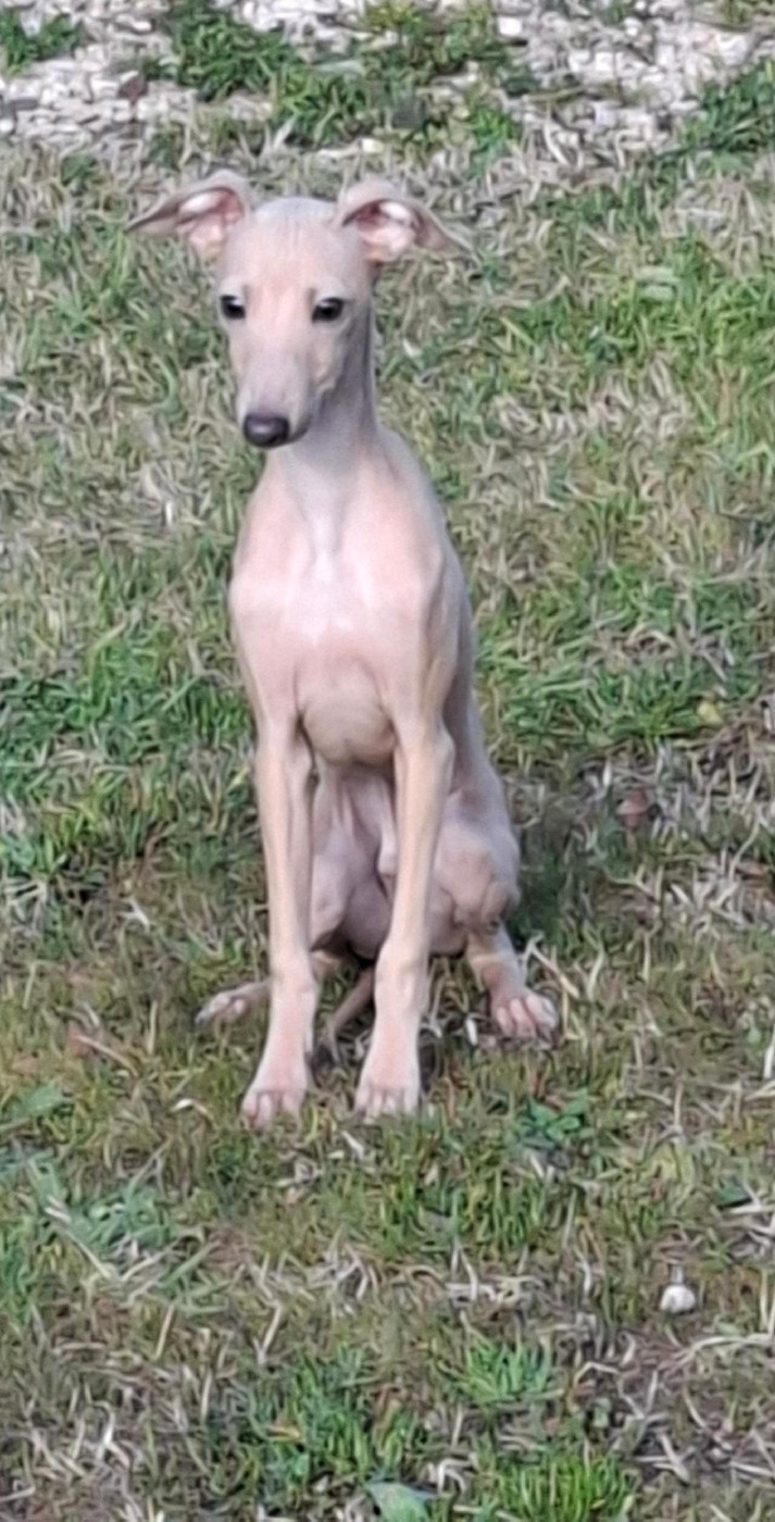 Publication : des tendres calins Auteur : Renée GINESTET