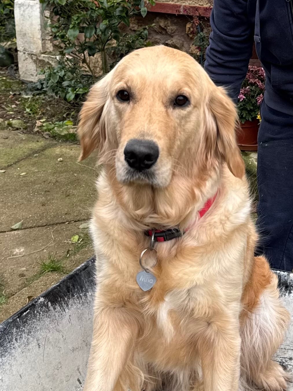 Publication : Of Little Miss Manon