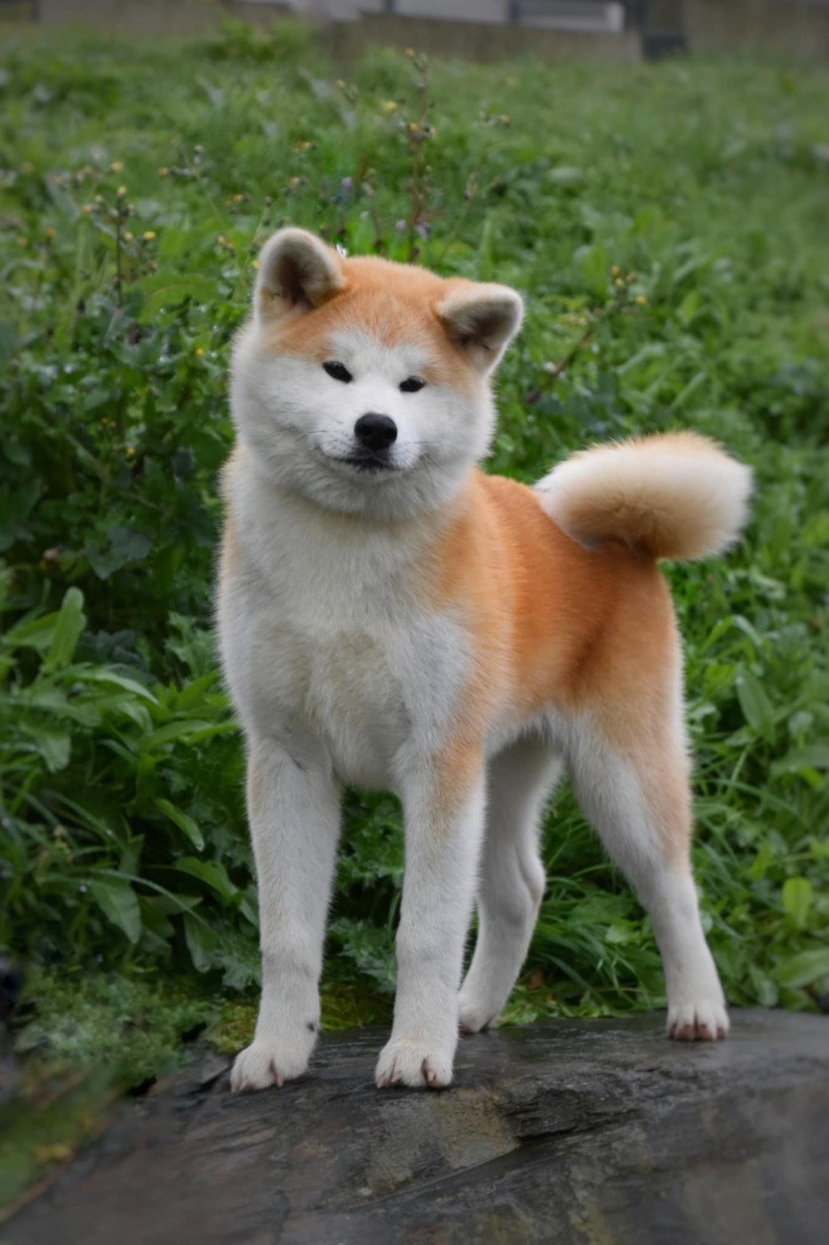 Publication : No Bushido 