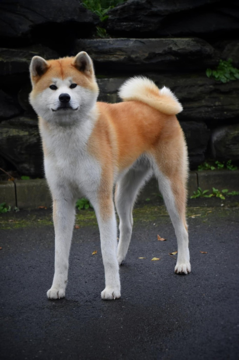 Publication : No Bushido 