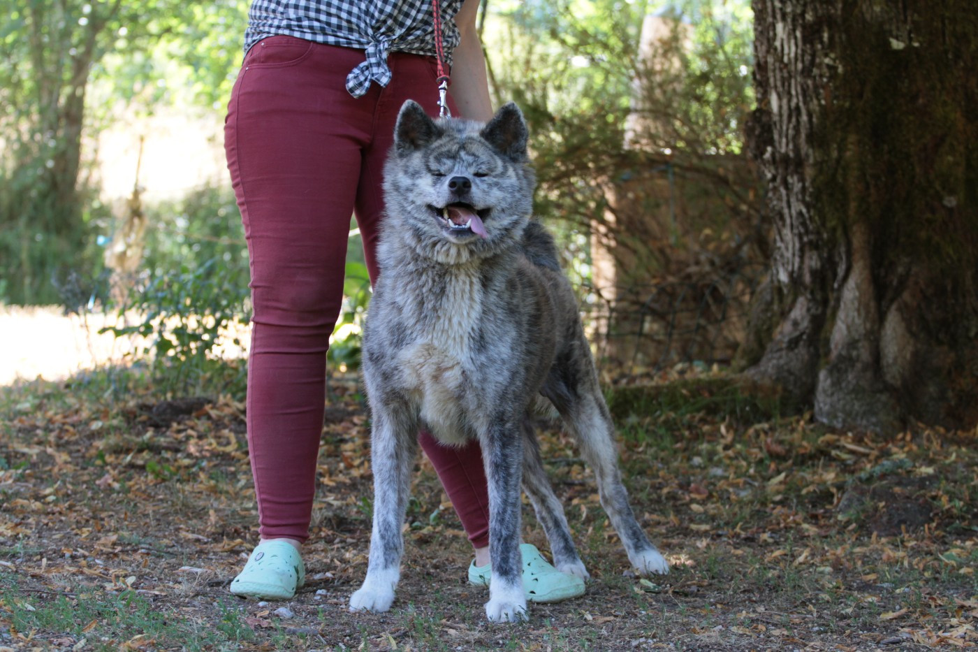 Publication : de la Pluie de Loups 