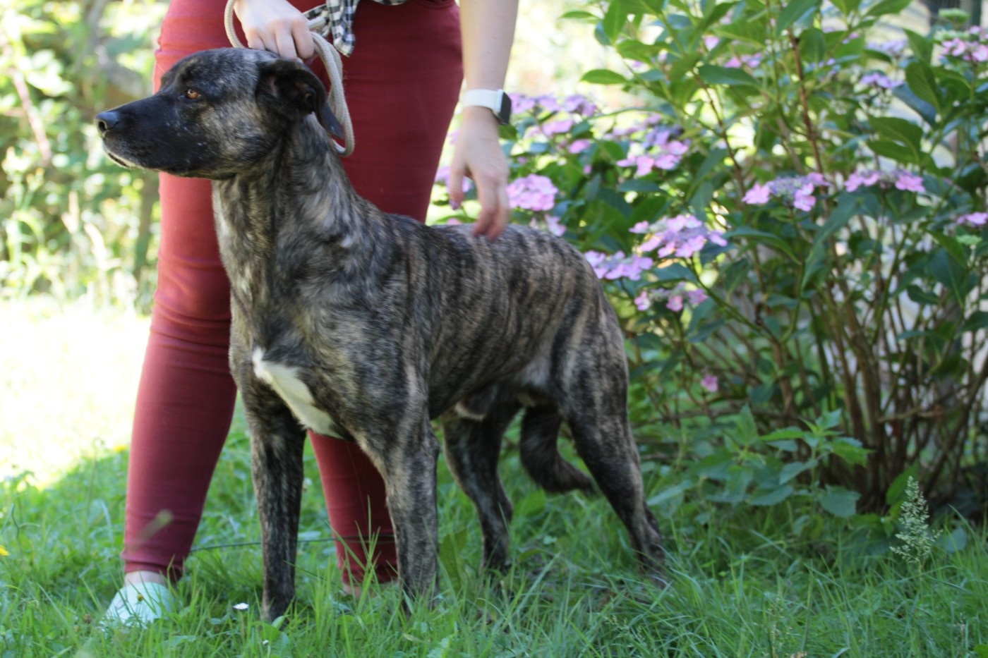 Publication : de la Pluie de Loups 