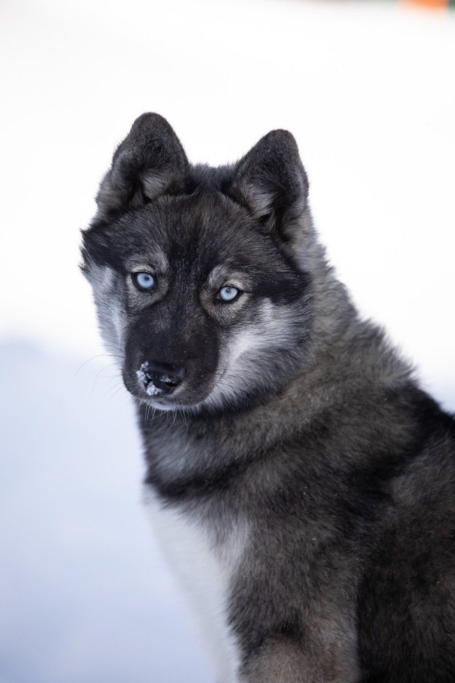 Publication : Of Umok's Dreams Auteur : Chloe zorzano Bry