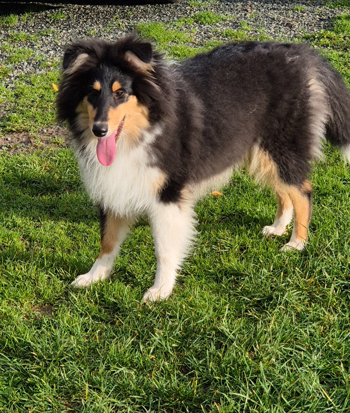 Publication : Du Chai De Boisse