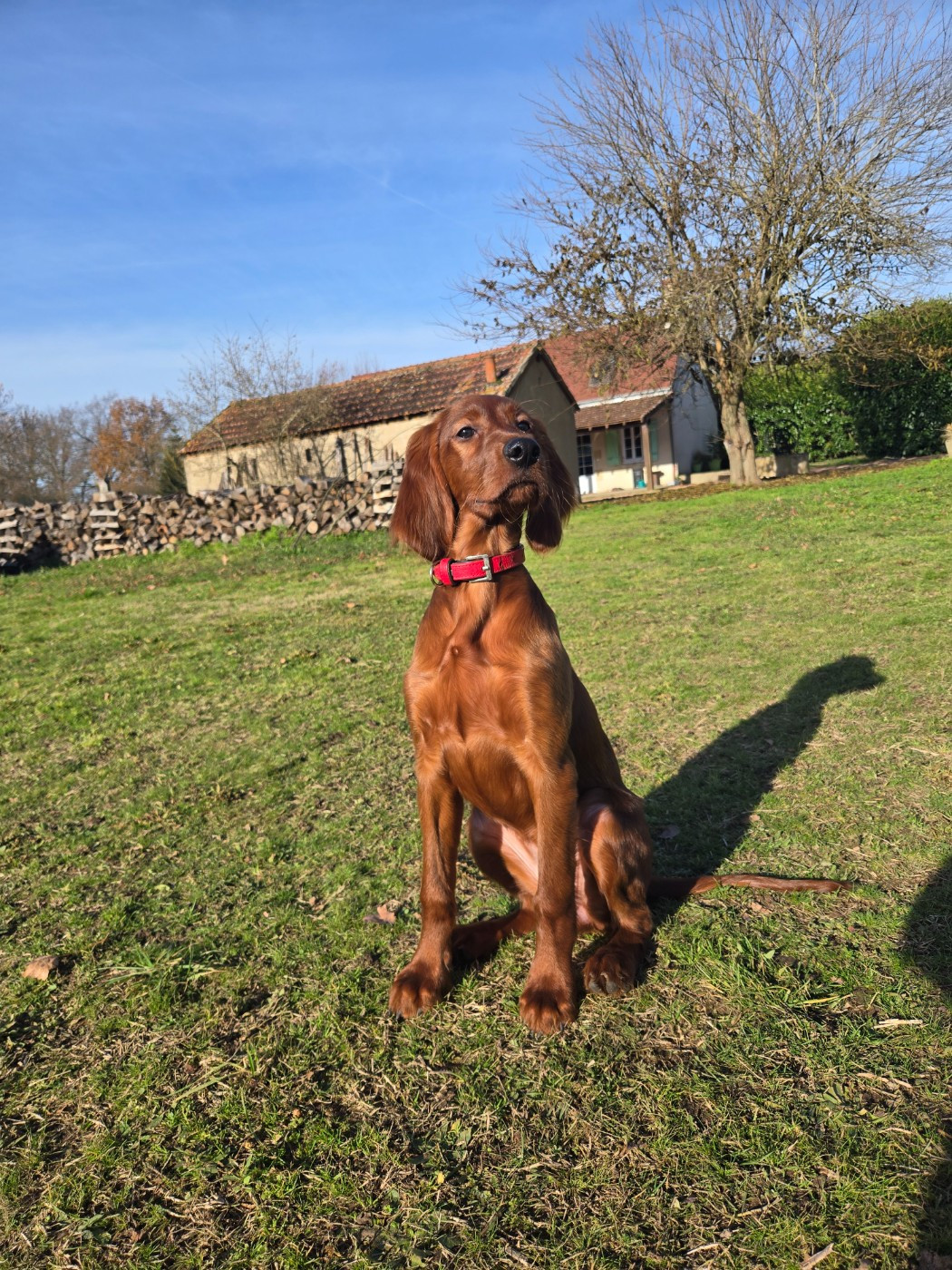 Publication : De L'épivant Clery Auteur : Fauvel