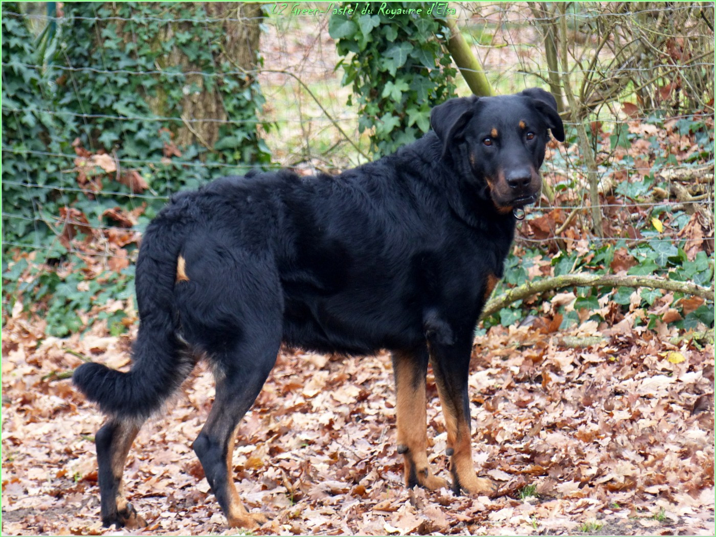 U2 green-pastel du Royaume D'Elsa